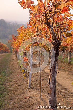 a single vineyard during the autumn Stock Photo