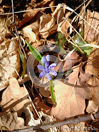 Single violet blue spring flower with autumn leaves Stock Photo