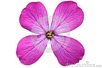 Single violet flower.Closeup on white background. Isolated . Stock Photo