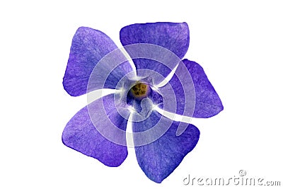 Single violet flower.Closeup on white background. Isolated . Stock Photo