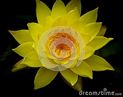 Single vivid yellow lotus flower in full bloom against dark background Stock Photo