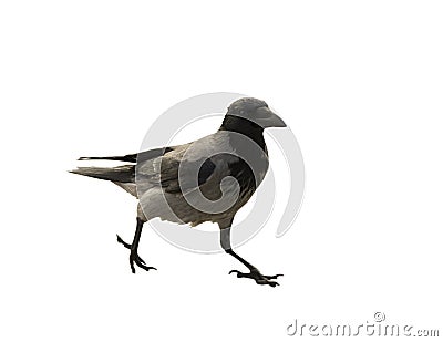 The single walking black and grey crow Stock Photo