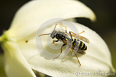 Single wasp on flower petals - closeup and details Stock Photo