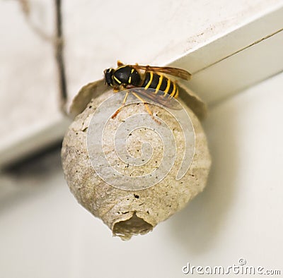 Single wasp building nest Stock Photo