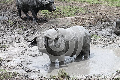 A water buffalo standing in a muddy watering hole Stock Photo