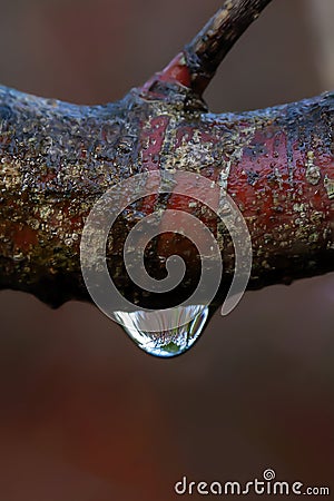 A single water raindrop on a tree branch containing a droplet reflection Stock Photo