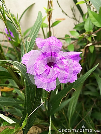 Single waterkanon blooming Stock Photo