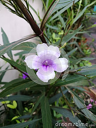 Single waterkanon flower Stock Photo
