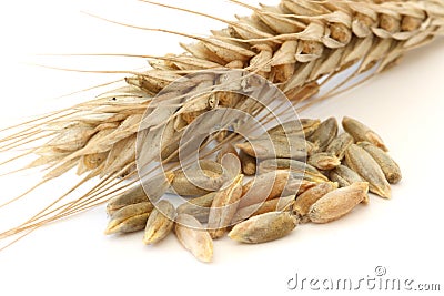 Single wheat spike Stock Photo