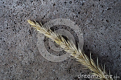 Single wheat spike Stock Photo
