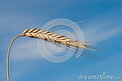 Single wheat spikelet Stock Photo