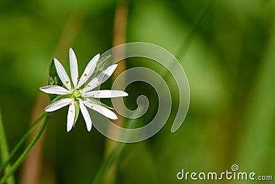 Single white common starwort standing tall in a lush, sunlit meadow of green grass Stock Photo