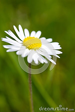 Single white daisy Stock Photo