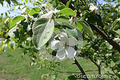 Single white flower and hairy leaf of quince Stock Photo