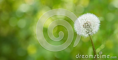 Single white fluffy dandelion flower on blurred Background Stock Photo