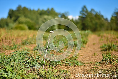 One white dandelion flower on a long leg grows in the field during the day Stock Photo