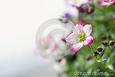 Single white mossy Saxifrage flower Stock Photo