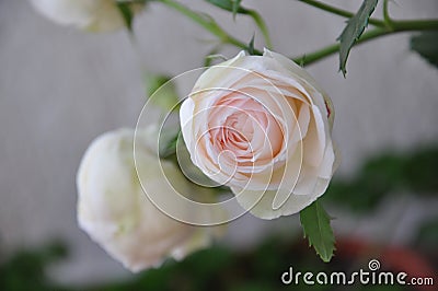 Single white pastel rose with blurry grey background Stock Photo