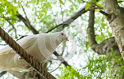 Single White Pigeon (Dove) on The Rope under Shadow of Big Tree Ready to Jump and Fly at The Corner Stock Photo