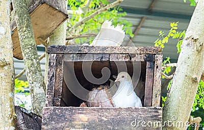 Single White Pigeon (Dove) in The Wooden Box Nest at The Corner with Copyspace Stock Photo