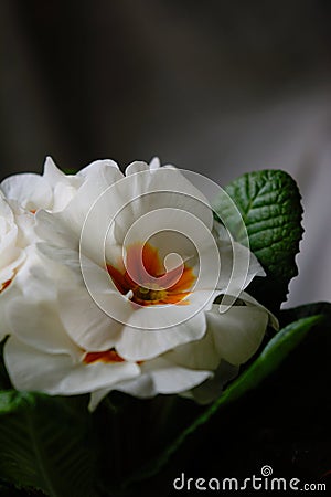 Single white primerose flower with green leaves on blurry background Stock Photo