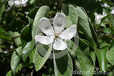 Single white quince flower among leaves Stock Photo