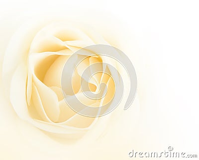 Single white rose flower Stock Photo