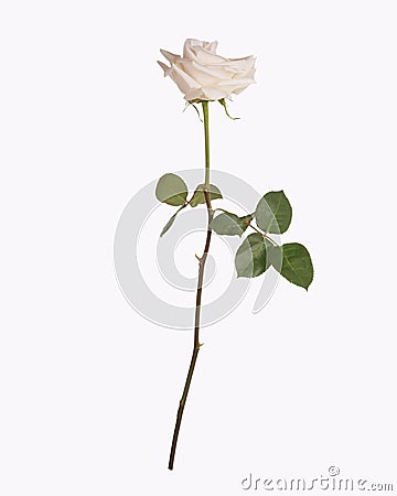 Single white rose isolated Stock Photo