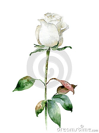 Single white rose isolated on white background Cartoon Illustration