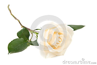 Single white rose Stock Photo