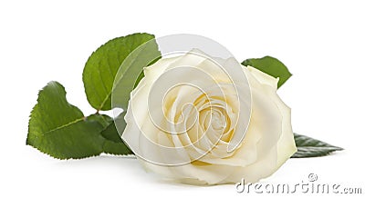 A single white Rose lying down on a white Stock Photo