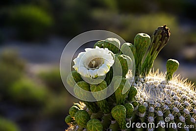 A single white saguaro blossom amid green buds and golden spines Stock Photo