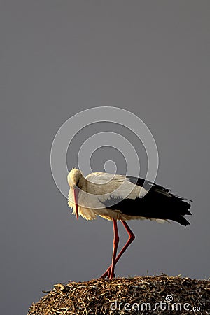 Single white Stork bird on a nest during the spring nesting period Stock Photo