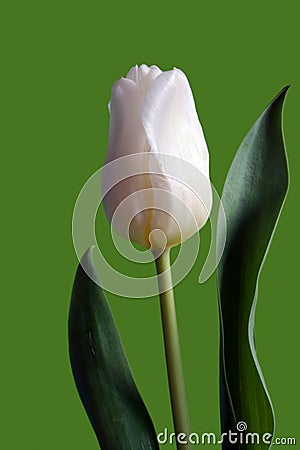 Single white tulip Stock Photo