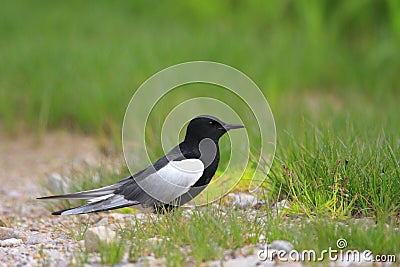 Single White-winged Black Tern bird on grassy wetlands during a spring nesting period Stock Photo