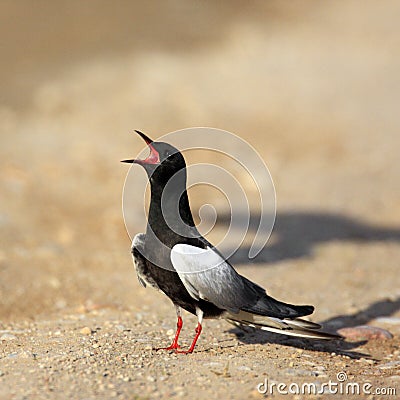 Single White-winged Black Tern bird on a ground during a spring Stock Photo