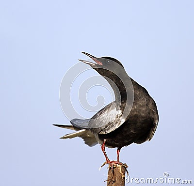 Single White-winged Black Tern bird on wooden stick during a spring nesting period Stock Photo