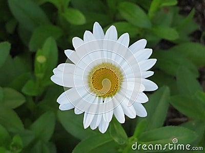 White and Yellow Daisy Flower Stock Photo
