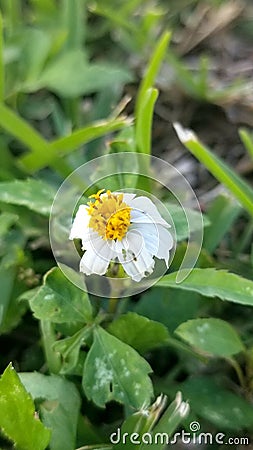 A single wild daisy with petals facing downward Stock Photo