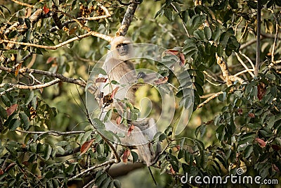 Single wild langur monkey in tree Stock Photo