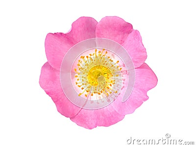 Wild pink rose flower isolated on white, Rosa canina Stock Photo