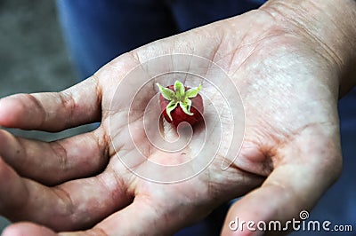 Single wild raspberry in womans open palm of hand. Stock Photo