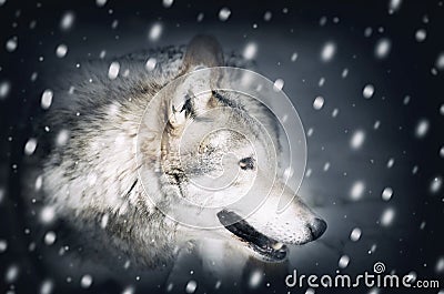 Single Wild Wolf at Snow Stock Photo