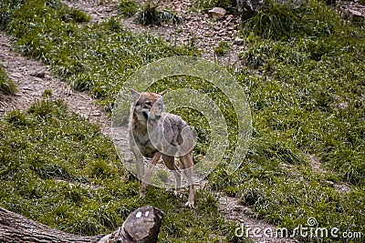 A single wolf with a sharpened eye and a sticking out tongue Stock Photo