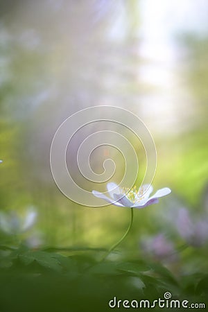 Single wood anemone Stock Photo