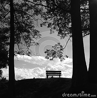 A single wooden bench between trees Stock Photo