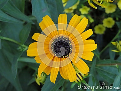 Yellow and Brown Sunflower Stock Photo