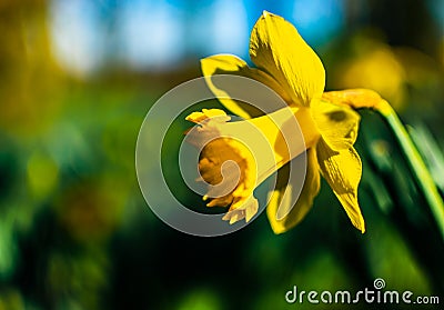 Single beautiful dafodill Stock Photo