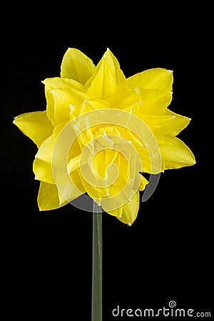 Single yellow double daffodil on black Stock Photo