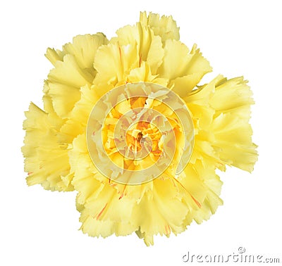 Single yellow flower Stock Photo